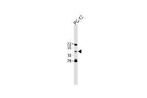 All lanes : Anti-TBC1D13 Antibody (Center) at 1:500 dilution Lane 1:PC-12 whole cell lysate Lysates/proteins at 20 μg per lane. (TBC1D13 Antikörper  (AA 76-105))
