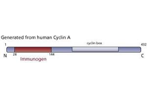 Image no. 3 for anti-Cyclin A2 (CCNA2) (AA 26-144) antibody (ABIN968445) (Cyclin A Antikörper  (AA 26-144))