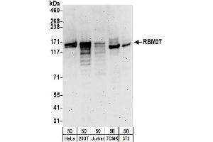 Western Blotting (WB) image for anti-RNA Binding Motif Protein 27 (RBM27) (AA 700-750) antibody (ABIN7454730) (RBM27 Antikörper  (AA 700-750))