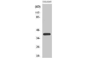 Western Blotting (WB) image for anti-Xeroderma Pigmentosum, Complementation Group A (XPA) (C-Term) antibody (ABIN3177955) (XPA Antikörper  (C-Term))