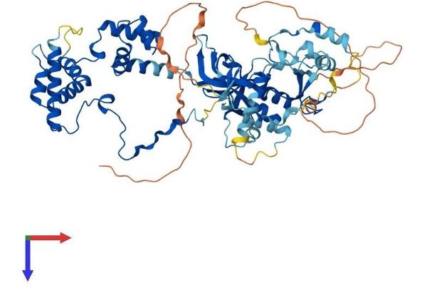 MTA3 Protein (AA 1-594) (His tag)