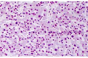 Anti-FBXW7 antibody IHC staining of human liver. (FBXW7 Antikörper  (AA 599-708))