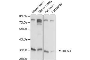 Western blot analysis of extracts of various cell lines, using MTHFSD antibody (ABIN7268486) at 1:1000 dilution. (MTHFSD Antikörper  (AA 1-383))
