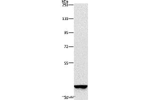 Western blot analysis of A549 cell, using GAPDHS Polyclonal Antibody at dilution of 1:375 (GAPDHS Antikörper)
