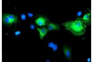 Immunofluorescence (IF) image for anti-Schwannomin Interacting Protein 1 (SCHIP1) antibody (ABIN1500823) (SCHIP1 Antikörper)