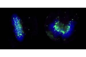 Immunofluorescence (IF) image for anti-ZW10 Interactor (ZWINT) (C-Term) antibody (ABIN7453388)