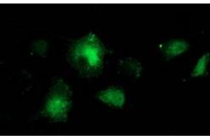 Anti-BCAR1 mouse monoclonal antibody (ABIN2454311) immunofluorescent staining of COS7 cells transiently transfected by pCMV6-ENTRY BCAR1 (RC209133). (BCAR1 Antikörper)