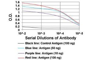 ELISA analysis of CCNE1 monoclonal antibody, clone 5F8C5  at 1:10000 dilution. (Cyclin E1 Antikörper  (AA 307-410))