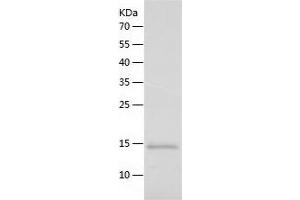 Western Blotting (WB) image for Cytochrome C, Somatic (CYCS) (AA 1-105) protein (His tag) (ABIN7122580) (Cytochrome C Protein (AA 1-105) (His tag))