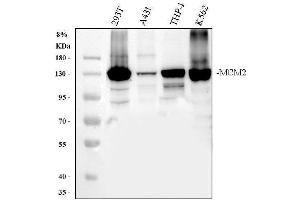Western blot analysis of MCM2 using anti-MCM2 antibody (ABIN7601593).