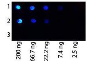 Image no. 1 for anti-Protein G antibody (FITC) (ABIN5596973)