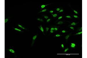 Immunofluorescence of purified MaxPab antibody to KLF15 on HeLa cell. (KLF15 Antikörper  (AA 1-416))