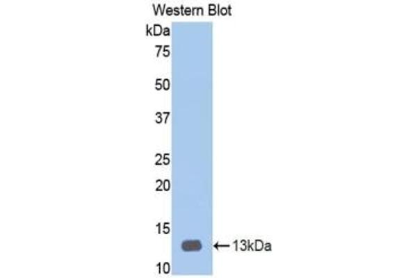 HPSE anticorps  (AA 34-115)