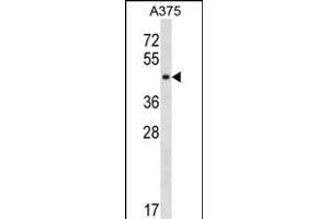 SUGT1 Antibody (C-term) (ABIN1537143 and ABIN2850187) western blot analysis in  cell line lysates (35 μg/lane). (SUGT1 Antikörper  (C-Term))