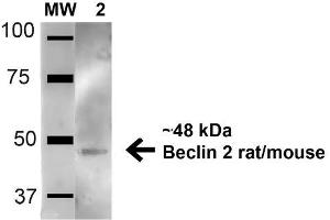 Western blot analysis of Mouse Brain cell lysates showing detection of 48. (Beclin 2 Antikörper  (AA 410-421) (Atto 594))