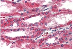 Anti-ERAP1 / ARTS1 antibody  ABIN1048577 IHC staining of human kidney.