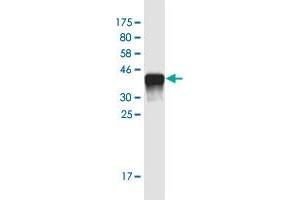 Western Blot detection against Immunogen (36. (NUT (AA 1033-1132) Antikörper)