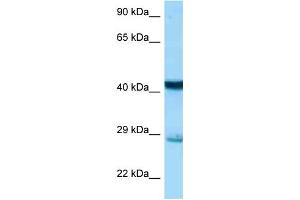 WB Suggested Anti-Stx7 Antibody Titration: 1. (Syntaxin 7 Antikörper  (N-Term))