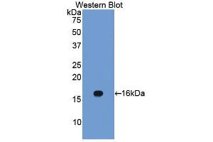 Western blot analysis of the recombinant protein. (Caveolin-1 Antikörper  (AA 2-104))