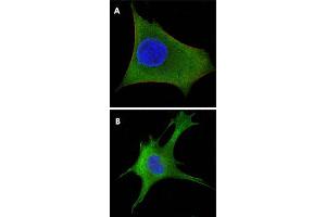 Immunofluorescence analysis of HeLa (A) and 3T3-L1 (B) cells using WNT1 monoclonal antibody, clone 10C8  (green). (WNT1 Antikörper)
