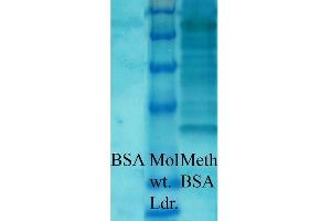 Western blot analysis of Bovine serum albumin showing detection of Methylated Lysine protein using Rabbit Anti-Methylated Lysine Polyclonal Antibody (ABIN5650776). (Lysine (lys) (methylated) Antikörper)