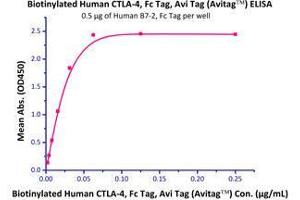 Immobilized Human B7-2, Fc Tag (Cat# CD6-H5257) at 5 μg/mL (100 µl/well),can bind Biotinylated Human CTLA-4, Fc tag (Cat# CT4-H82F3) with a linear range of 2-30 ng/mL.