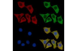 DRP1 Mouse Monoclonal Antibody staining HepG2 cells by IF/ICC.