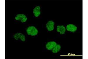 Immunofluorescence (IF) image for anti-tRNA Splicing Endonuclease 34 Homolog (TSEN34) (AA 1-390) antibody (ABIN528876)