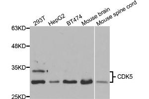 Western blot analysis of extracts of various cell lines, using CDK5 antibody (ABIN5973358) at 1/1000 dilution. (CDK5 Antikörper)