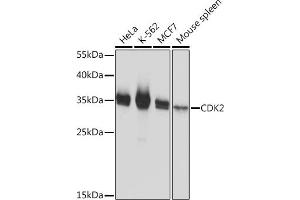 Western blot analysis of extracts of various cell lines, using CDK2 Rabbit pAb  at 1:1000 dilution. (CDK2 Antikörper)