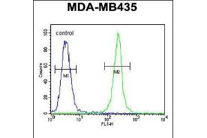Flow cytometric analysis of MDA-MB435 cells (right histogram) compared to a negative control cell (left histogram). (TRHDE Antikörper  (C-Term))