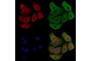 ABIN6258794 and ABIN6275896 staining Hela cells by IF/ICC. (FAM3D Antikörper  (C-Term))
