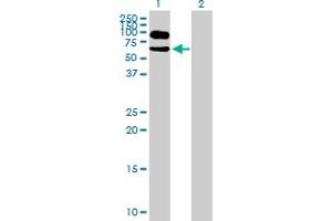 Western Blot analysis of ITFG1 expression in transfected 293T cell line by ITFG1 MaxPab polyclonal antibody.