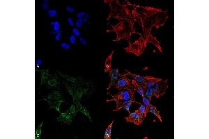 Immunocytochemistry/Immunofluorescence analysis using Mouse Anti-Protocadherin Gamma (pan) Monoclonal Antibody, Clone S159-5 . (Protocadherin gamma Antikörper  (AA 808-931) (APC))