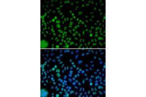 Immunofluorescence (IF) image for anti-Interferon Regulatory Factor 2 (IRF2) (AA 120-349) antibody (ABIN3023367) (IRF2 Antikörper  (AA 120-349))