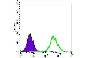 Flow cytometric analysis of HeLa cells using ACLY mouse mAb (green) and negative control (purple).