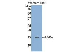Western Blotting (WB) image for anti-Growth Differentiation Factor 6 (GDF6) (AA 339-454) antibody (ABIN1858989)