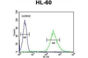 Flow cytometric analysis of HL-60 cells using ENASE Antibody  (right histogram) compared to a negative control cell (left histogram). (ENGASE Antikörper  (Middle Region))