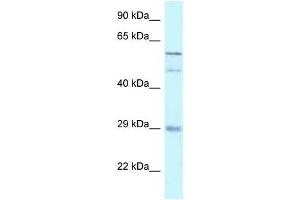 Western Blot showing GFRA4 antibody used at a concentration of 1 ug/ml against 721_B Cell Lysate (GFRA4 Antikörper  (C-Term))
