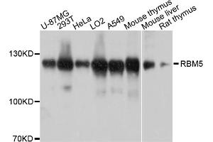 Western blot analysis of extracts of various cell lines, using RBM5 antibody (ABIN4904972) at 1:1000 dilution. (RBM5 Antikörper)