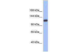 WB Suggested Anti-HIF1A Antibody Titration:  0. (HIF1A Antikörper  (Middle Region))