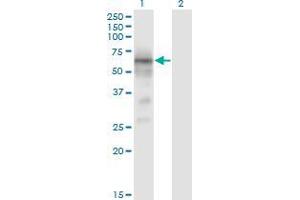 Western Blot analysis of BACE1 expression in transfected 293T cell line by BACE1 monoclonal antibody (M01), clone 2C1. (BACE1 Antikörper  (AA 22-501))