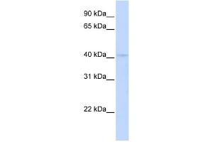 WB Suggested Anti-RAD9A Antibody Titration:  0. (RAD9A Antikörper  (C-Term))