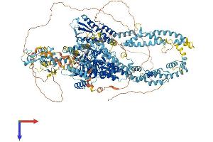 KDM5C Protein (AA 1-1560) (His tag)