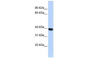 Western Blotting (WB) image for anti-Hyaluronidase-1 (HYAL1) antibody (ABIN2459449) (HYAL1 Antikörper)