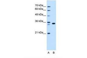 ARGFX Antikörper  (AA 101-150)