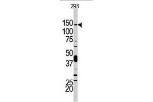 Western blot analysis of PIK3CD polyclonal antibody  in 293 cell line lysates. (PIK3CD Antikörper  (N-Term))