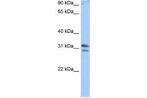 RG9MTD3 antibody used at 0. (RG9MTD3 Antikörper)