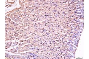 Paraformaldehyde-fixed, paraffin embedded mouse stomach tissue, Antigen retrieval by boiling in sodium citrate buffer(pH6) for 15min, Block endogenous peroxidase by 3% hydrogen peroxide for 30 minutes, Blocking buffer (normal goat serum) at 37°C for 20min, Antibody incubation with Rabbit Anti-Gastrin Polyclonal Antibody, Unconjugated  at 1:200 overnight at 4°C, followed by a conjugated secondary and DAB staining (Gastrin Antikörper  (AA 77-92))