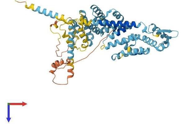 PSMD3 Protein (AA 1-534) (His tag)